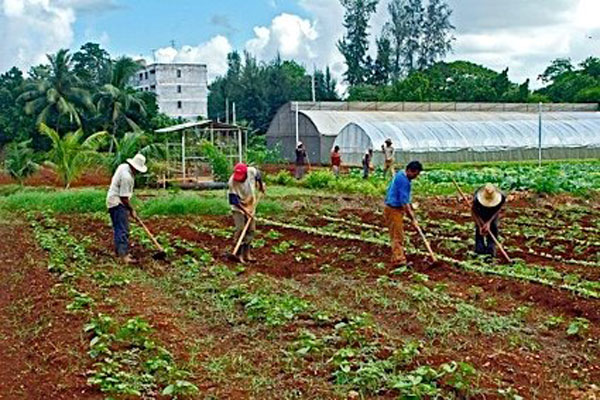 f agricultura cubana 