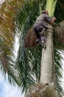 desmochadores_de_palmas_-alejo_7234