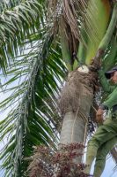 desmochadores_de_palmas_-alejo_7242