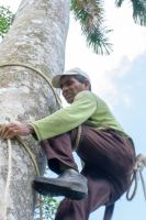 desmochadores_de_palmas_-alejo_7251