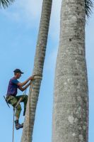 desmochadores_de_palmas_-alejo_7266