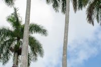 desmochadores_de_palmas_-alejo_7272