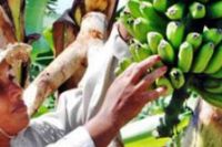 mujer_cubana_agricultura