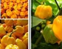 45169932_313548829237633_3641299425604665344_n